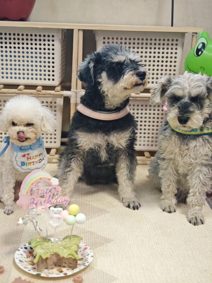 除夕耶，带小狗一起跟好朋狗相聚😏