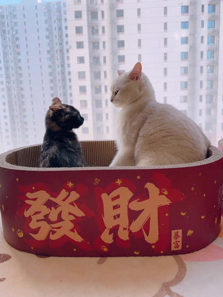 这款猫抓板猫窝一体设计太实用了！颜值吸睛，红金配色很有年味，发财字样寓义也很好～猫窝材质耐抓耐磨还不掉屑，打扫起来很省心。加深设计让猫咪躺卧磨爪都舒服，既是磨爪神器又是猫咪专属小窝～我家两个猫咪都超级喜欢，天天窝在里面磨爪。材质非常扎实，耐抓耐磨，碎屑也不掉。加深的盆形设计让猫咪很有安全感，磨爪睡觉两不误#测评/测评