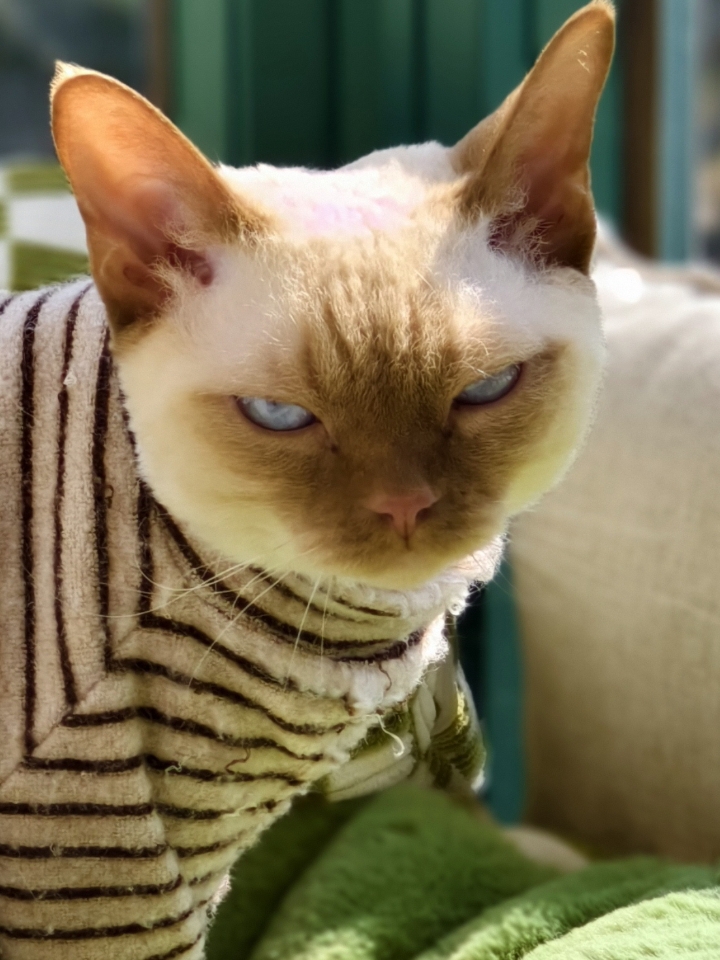 一看就不好惹&小憨憨