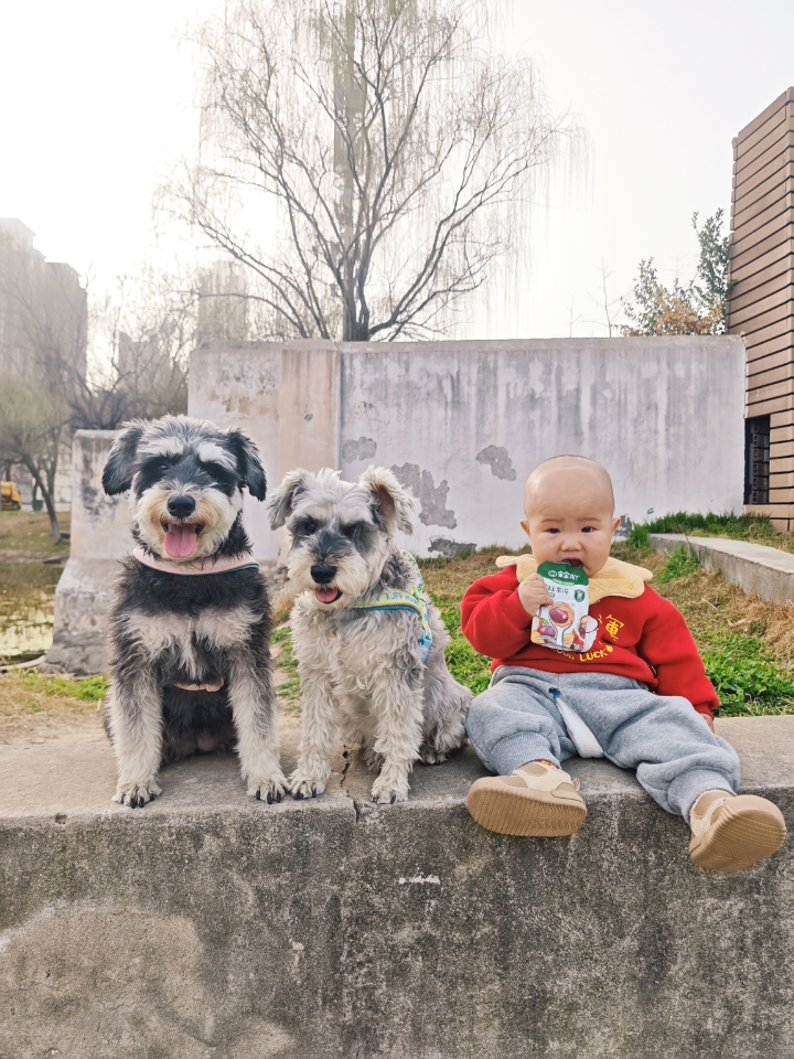 小试牛刀-小心翼翼把小狗跟宝宝放一起
