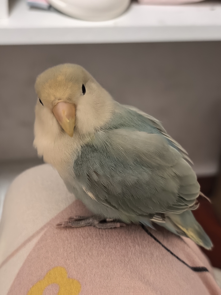 糯米鸡含量超高！