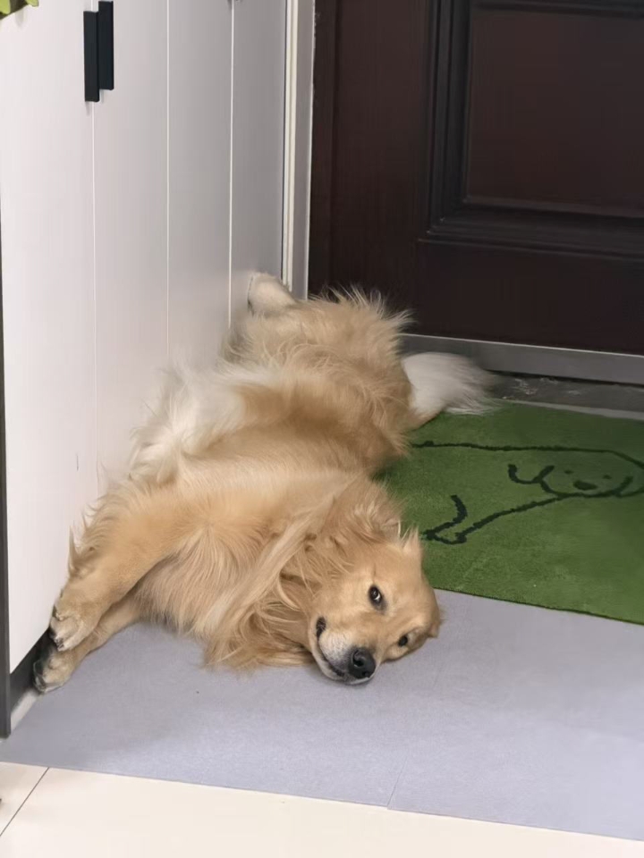 一个月多前我在小区草丛里面遇到了一只流浪狗，看到它的时候身上脏兮兮的，不知道流浪多久了，每天靠小区里面的好心人给些剩菜剩饭活着，屁股都被粑粑糊住了。  听小区保安说这只狗狗是几个月前就被抛弃在这儿了，不知道是谁把狗狗拴在了树上。  据一些有养狗经验的主人说，狗狗可能是有病，所以才被弃养了……  它真的好乖啊，我晚上下楼的时候会给它带个鸡肉 火腿肠啥的，喂了几次，每次见我都哼哼唧唧的，还冲我欢快的摇...