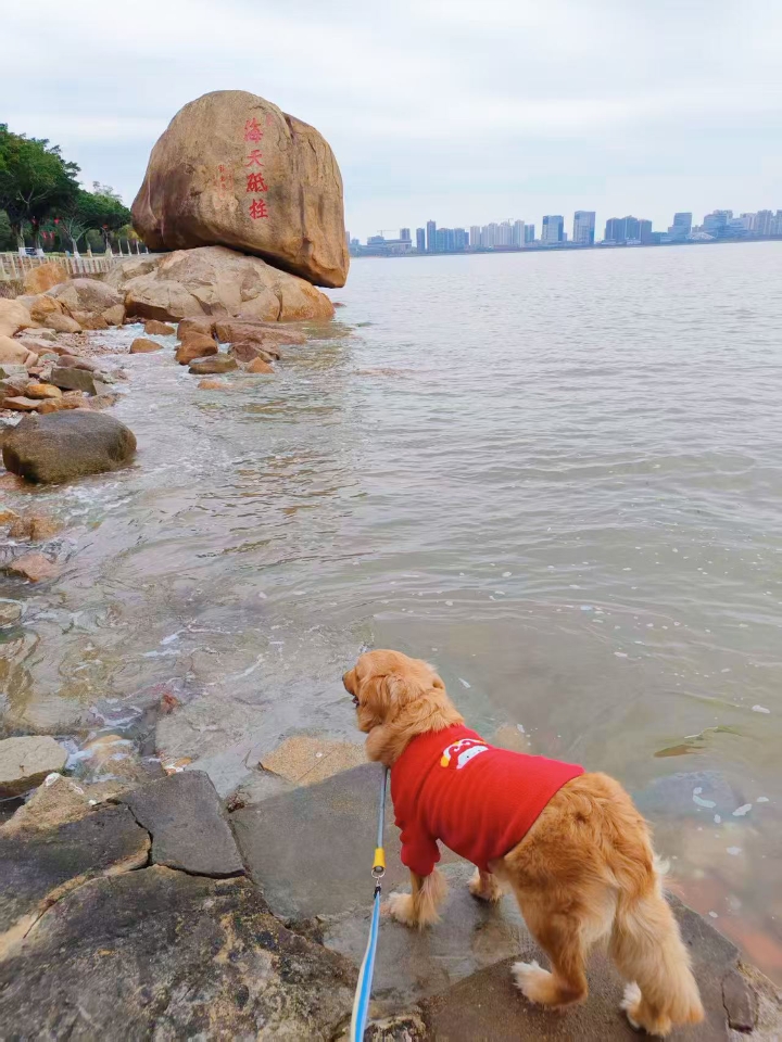 我家狗狗今年三月份，前段时间出去玩被车吓到了，就感觉有些不太正常了，随即就带去医院做检查，各种检查下来后被诊断为神经炎，也吃了各种各样的药，换了好几种配方，又是针灸又是照灯的，受了不少的罪。  Yao方:  💫1、【甲钴胺】，0.5mg/片，早晚各一片(改善神经元传导)  💫2、【维生素】，2/片，每日两次，(加速神经细胞发育.修复神经受损)  💫3、【复元定片】维生素B1，10mg/片，每日一次...