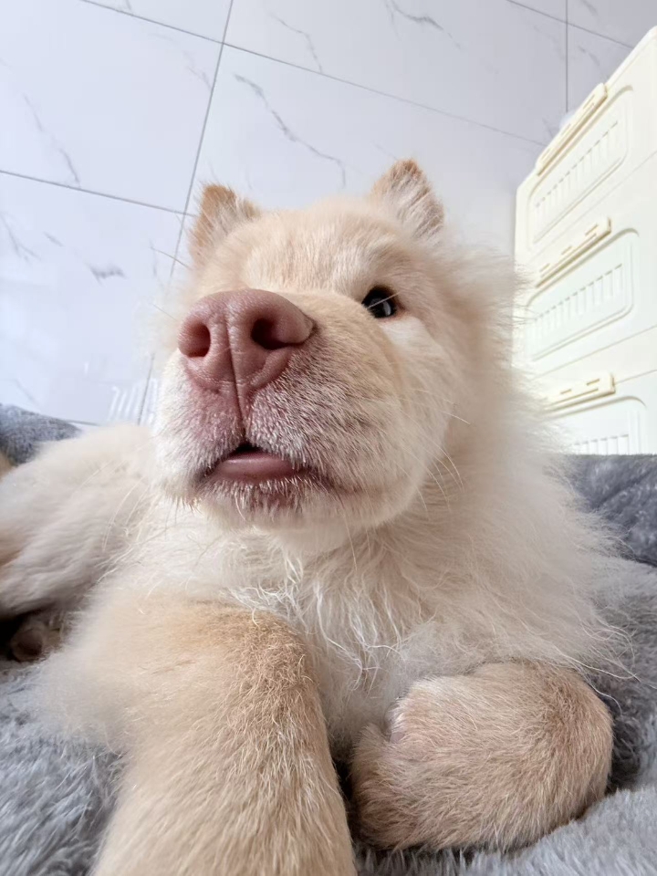 真的，养猫的朋友们，如果猫咪有莫名的惨叫千万不要觉得它烦就置之不理，也许这是它在和你喊救命！！  我家猫咪前段时间就有莫名的惨叫，还不能碰它，一碰就叫更惨了，就去网上查了查，回想前一阵它还有抽搐的反应，但之前以为是缺钙，也就没太在意，再想想感觉它是神经炎，就真的好紧张啊！！于是当时就按照网上推荐的买了【复元定片】给它吃，吃了一周，猫咪的状态就好了很多，就和正常的时候一样了，也算是虚惊一场，所以猫咪...