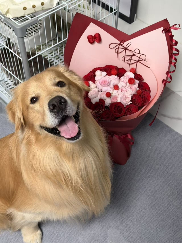 我家狗狗是只比熊，今年2岁了，有7kg，四月底开始不舒服的，最初的症状就是莫名惨叫，食欲也不咋好、没什么精神就想趴在那，刚开始我和我的家人都没太注意到，又过了几天狗狗的状态就越来越严重了，有次带它出门散步的时候，后腿就会突然抽搐，我感觉状态不对就赶紧带它回家，回到家后它整个后肢就趴在了地上，感觉支撑不起来，还不让我们碰它，一碰就冲着我们叫，之后就去看了医生，初步诊断可能是神经炎，检查后发现我家狗狗...