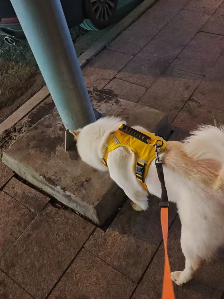 小型犬好养吗？ 小型犬活泼好动的样子让很多朋友们都很喜欢，但由于小型犬身体同样很容易出现一些疾病或者健康问题，这也让很多想养小型犬的朋友们望而却步 - 但是为了防止花枯萎就避免让花开，这不免也让人有些遗憾，狗狗和人一样，总会有生病的时候，生病了去治就好，大家也不要有太多压力，就比如说小型犬常见的疾病——神经炎，这个病虽然中小型犬都极易患上，但只要发现治 疗的及时，这个疾病也是很好就能治 疗痊愈的，...