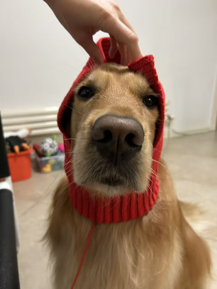 狗狗神经炎复发怎么办？日常养护很重要 ————————————————— 很悲惨的说一句：犬神经炎，是去不了根...... 意思就是只要是患上了，之后的每一年最少也得复发个一两次，甚至对于有些完全不在意、不做防护的家庭，狗狗的神经炎可能一两个月都会复发一次，病发一次，既费钱又费时间精力，所以为了减少复发的几率，日常的养护是非常重要的，而且日常的养护其实也很简单的 —————————————————...