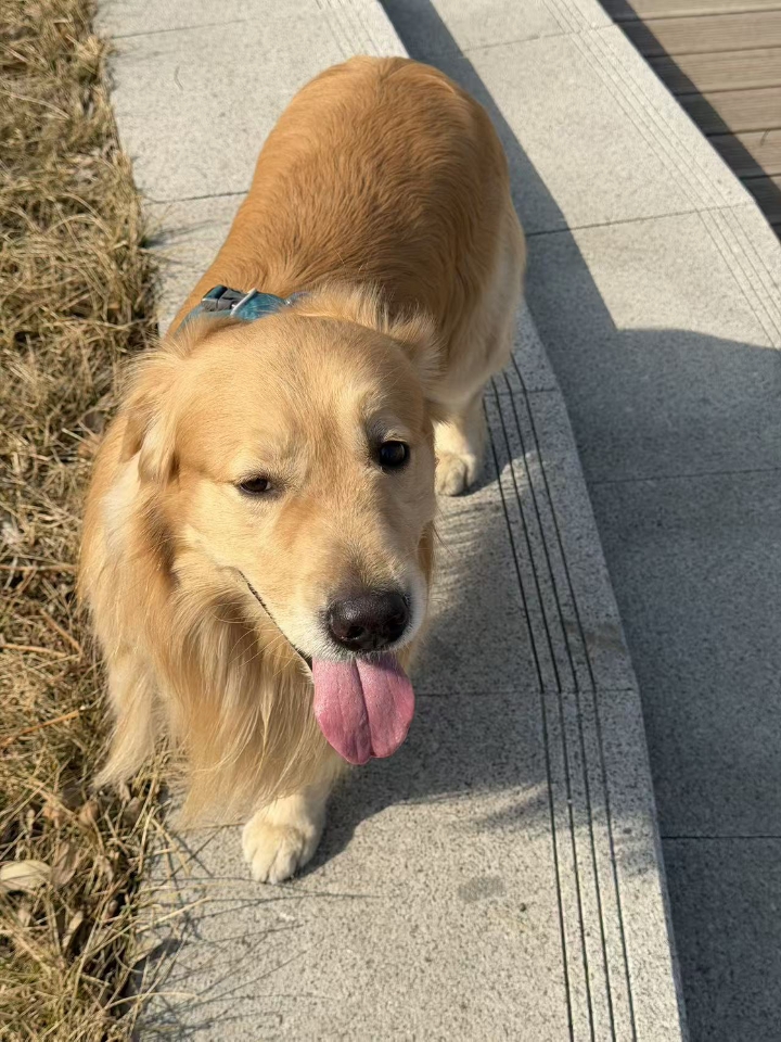 狗狗神经炎治疗成功！！  - 这几天复盘了一下，突然发现我家狗狗神经炎已经有大半年都没有复发过了！！ - 先介绍一下我家狗子情况 品种：泰迪 年龄：6.5岁 体重：7.9kg左右 患病过程：第一次发病是在22年6月份的时候，那会就是发现它步态不稳，身体一直晃晃悠悠的，一碰到它还会发出惨叫，然后还发现它脖颈处发硬，就状态就很奇怪，于是我就带着狗狗去了医院，医生检查了一下说应该是神经炎，当时在医院打了...