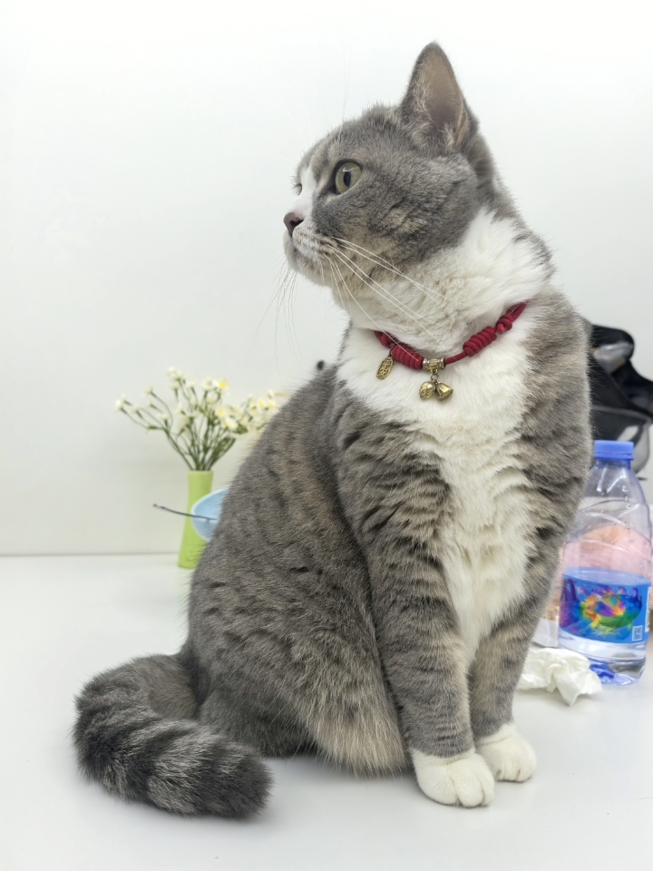 都是我的宝宝啊！