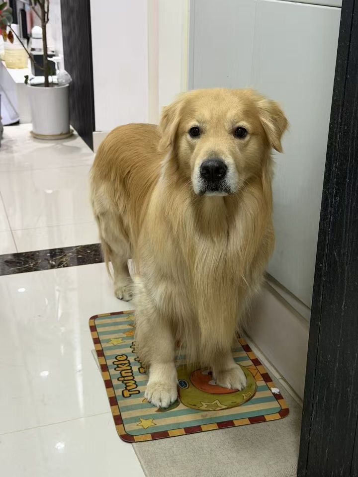 你知道我这些年是怎么过的吗？法斗真不愧是神经炎大户啊！！在我家狗狗快4岁的时候，我家狗狗就患上了神经炎 - 开始的时候，因为我住的那个地方楼层比较低，有时候为了不等电梯，就带着狗狗走楼梯上下楼，当时还想着就当是狗狗做运动了，结果有段时间就发现，狗狗有点不想走楼梯一样，就是到一节就经常停在那踌躇，不想动的样子，但是我当时也没往生病那边想，又过了一段时间，发现狗狗不仅上下楼梯会变慢，走路的时候也很慢了...