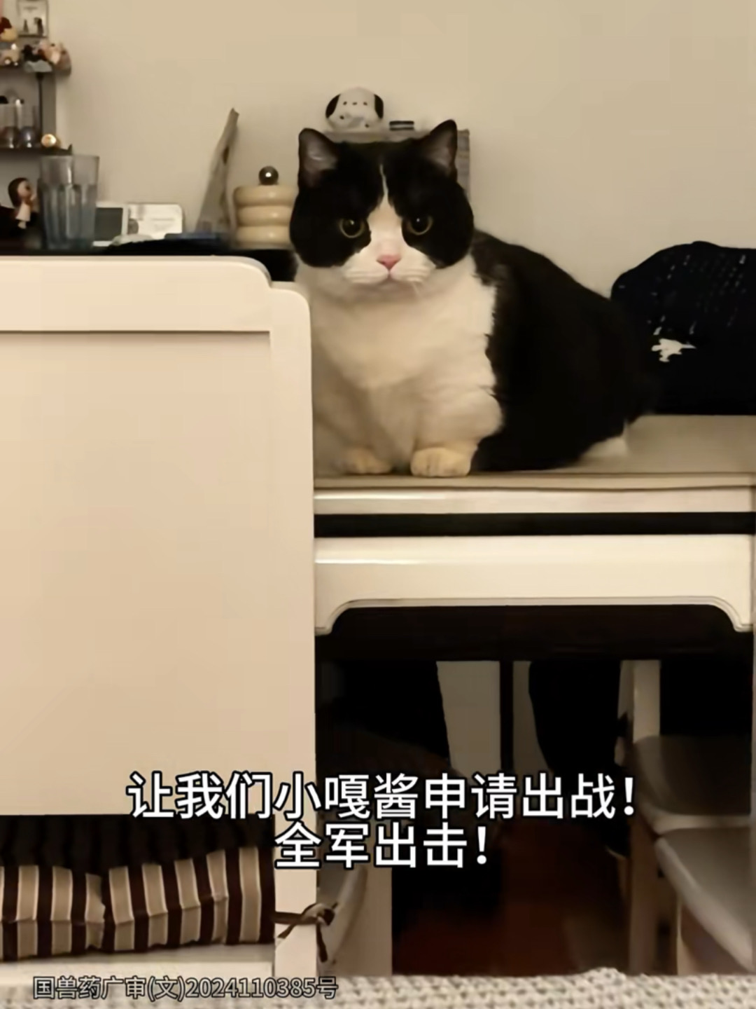 奶牛猫就是大豪猫！