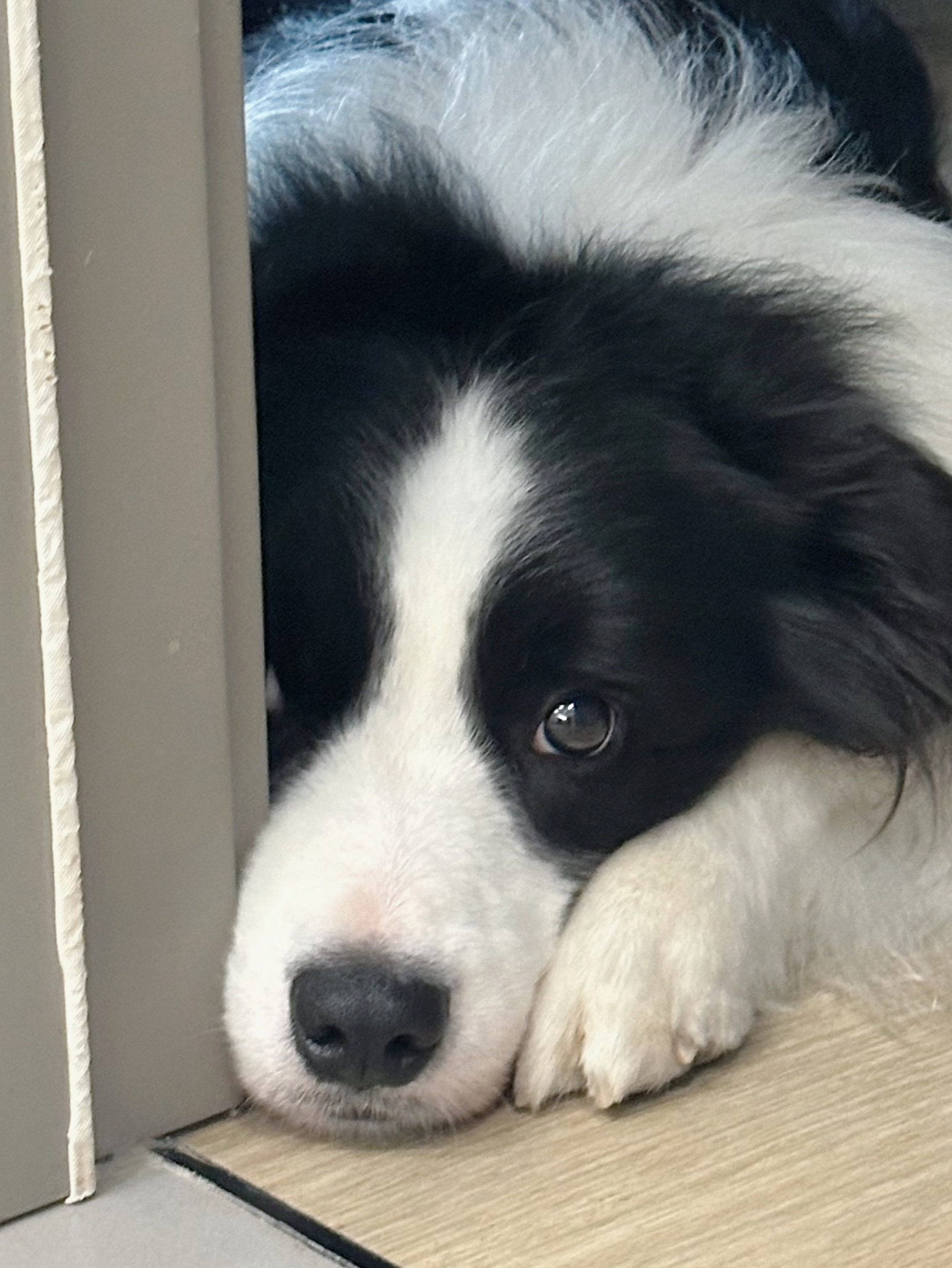 小狗，过年唯一受害者