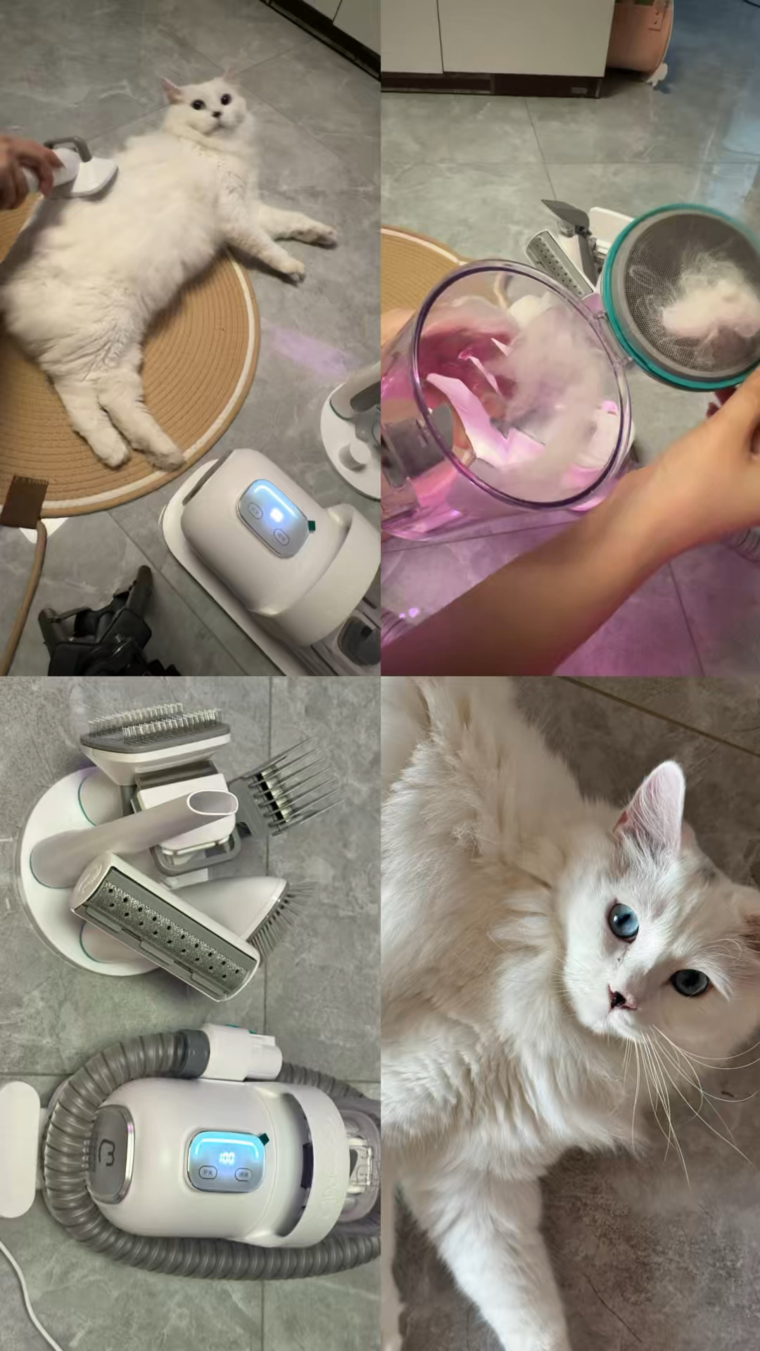 养宠人福音🐱毛妈妈，告别蒲公英