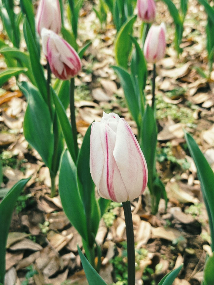 春日出游去赏花
