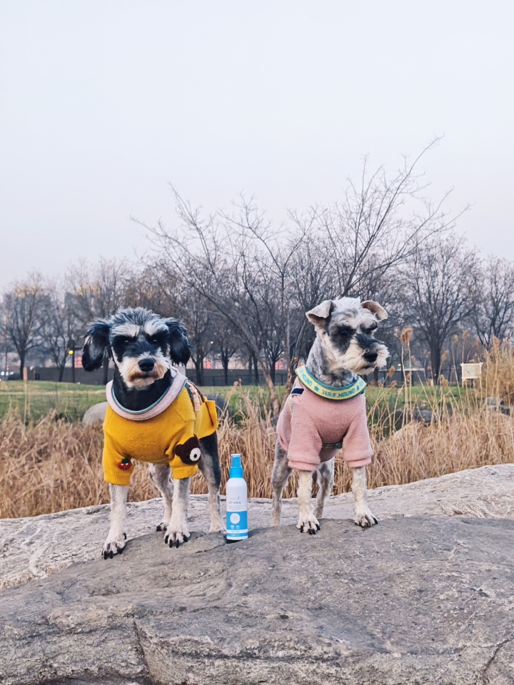 小狗的标准姿势