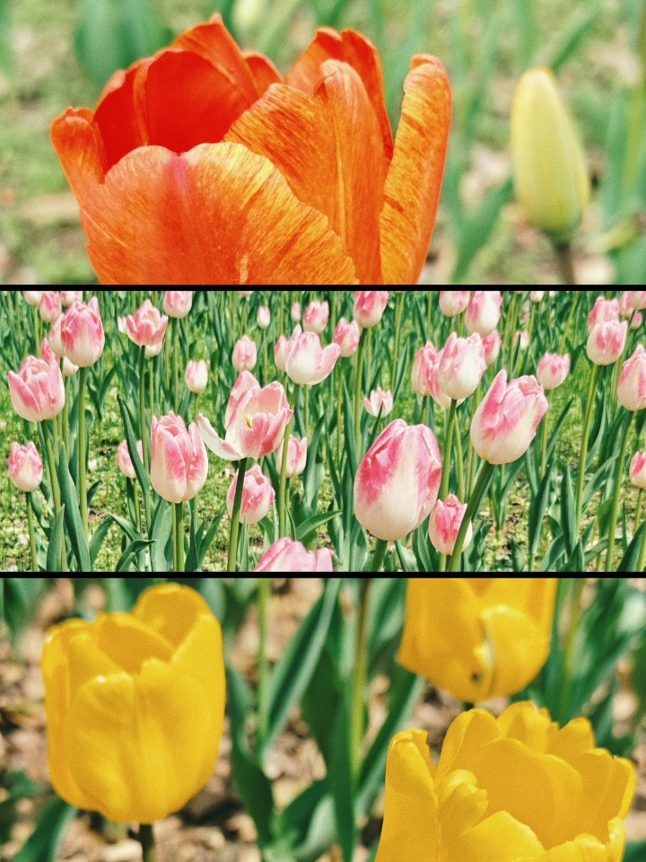 郁金香，郁见春天