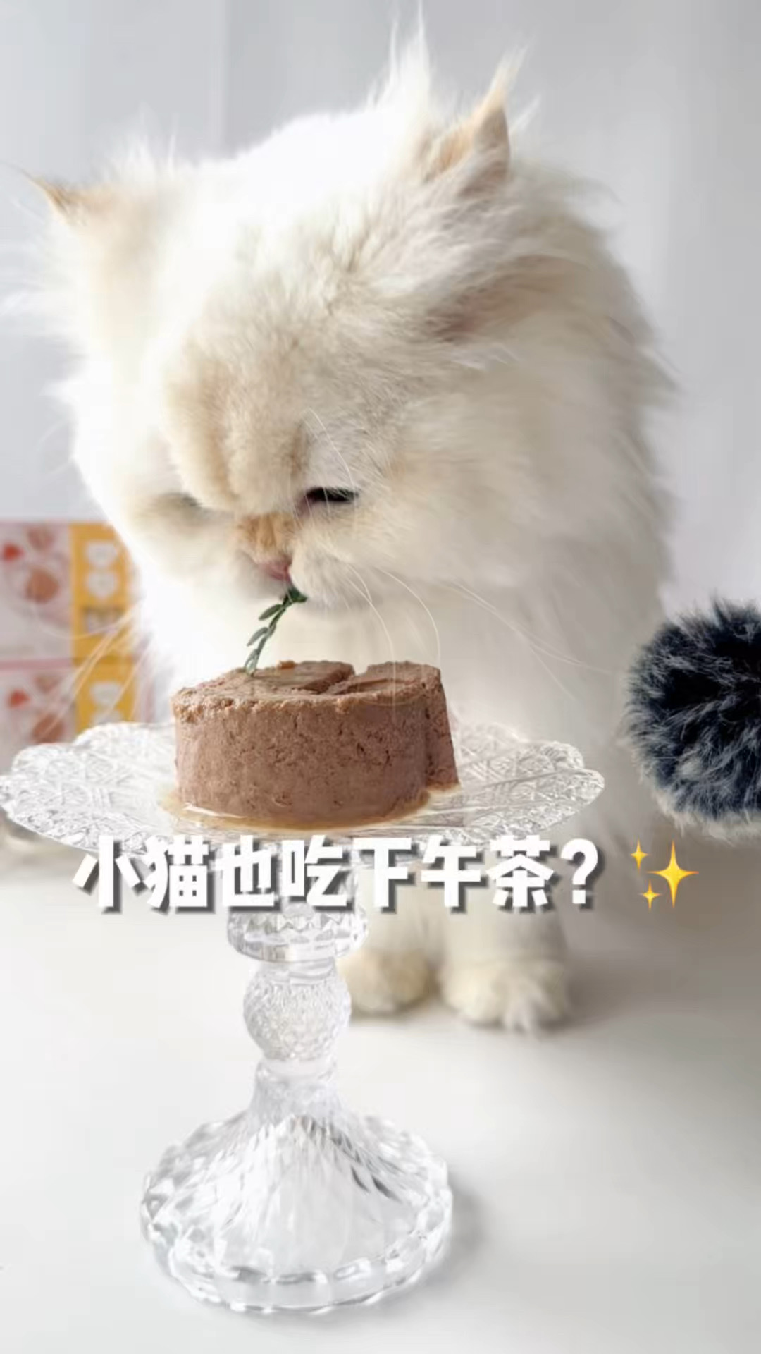 🐱 小猫干饭日记｜被问爆的养猫见面礼✨
