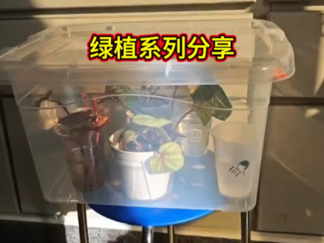 植物分享系列～