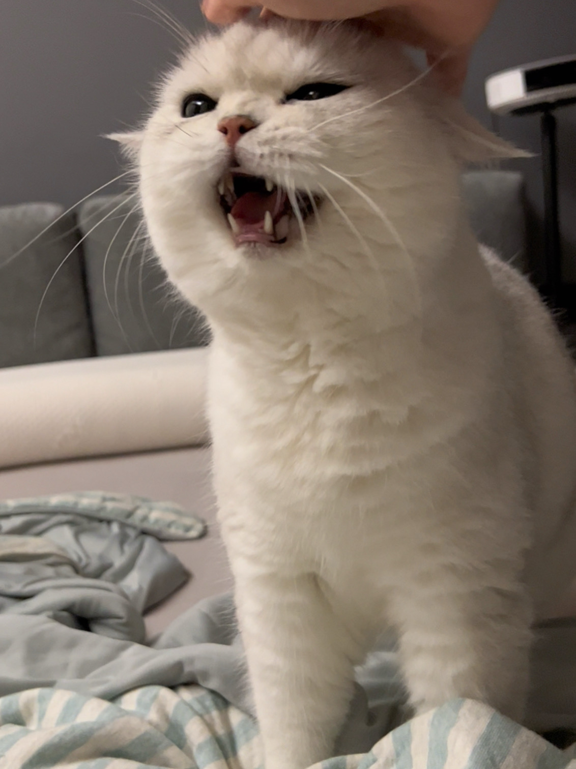 发明小猫的人真是个天才！！