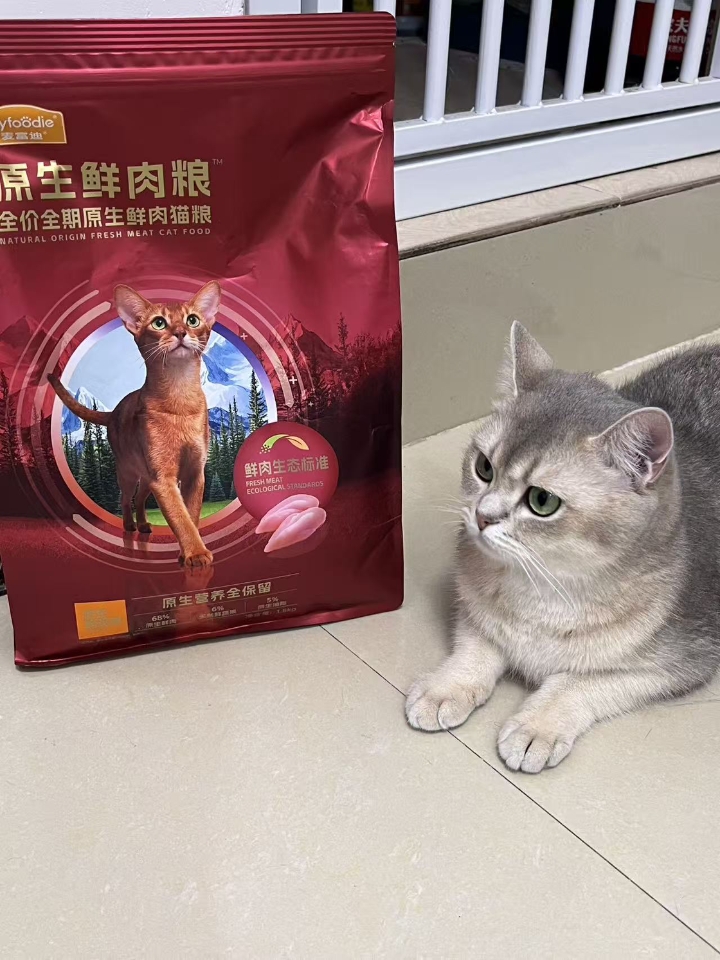 猫猫日记