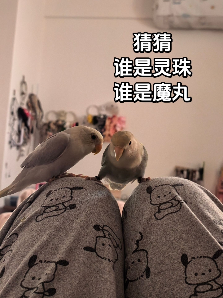 E鸟富贵和I鸟紫啧