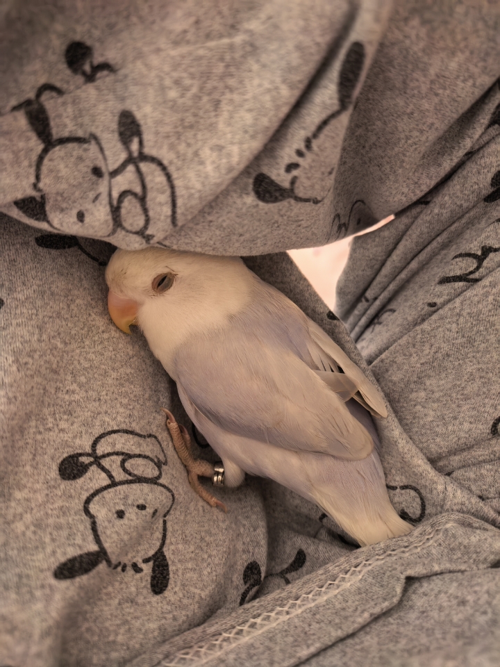 觉又被你睡明白了