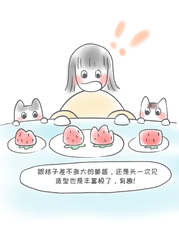 巨大的草莓 堪比橘子