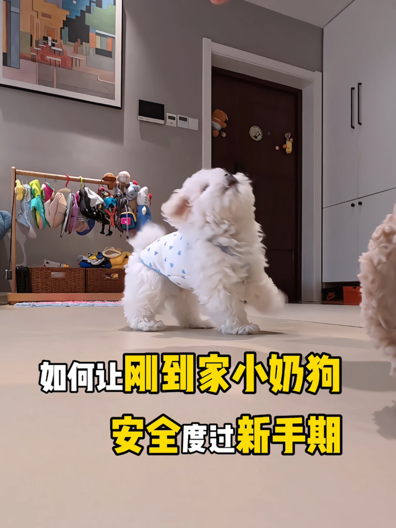 幼犬到家第一周｜原来这些细节才重要！！