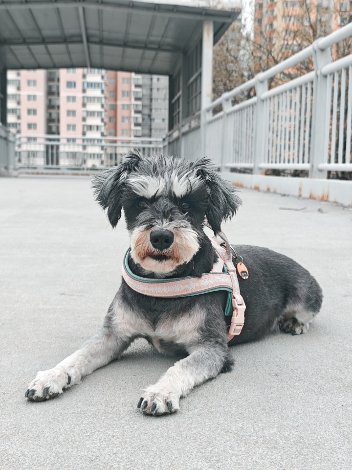 小狗小狗，快乐我有