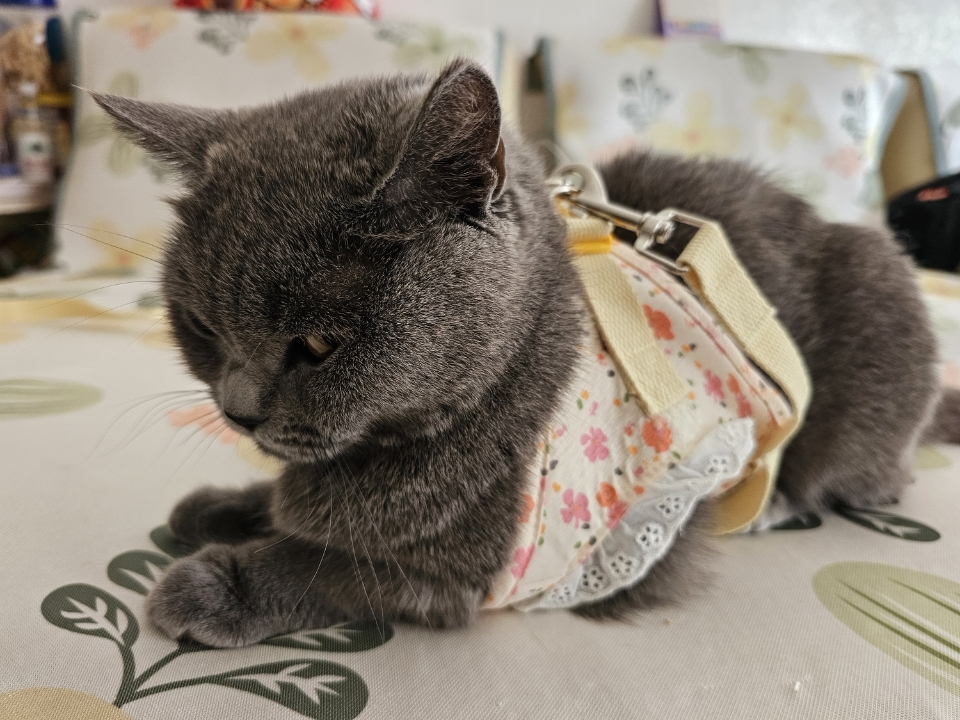 牵引绳套装的材质也很软，边缘都做了包边处理，摸着就很舒服，不会磨腋下。调节扣很顺滑，可以根据猫咪体型微调，我家是穿上后松紧刚好，不会滑脱也不会勒。 最让我放心的是牵引绳的扣子很结实，扣子稳稳的，胸背带也没有移位，安全感拉满。 现在每天傍晚带它出去遛一圈已经变成固定节目了，它听到拿牵引绳的声音还会主动跑过来，跟以前判若两猫！如果你家猫也抗拒穿胸背带，真的可以试试这款，解放猫咪也解放自己👍  #测评/...