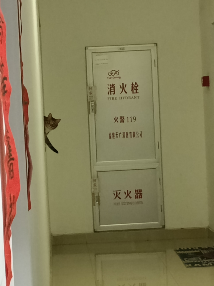 抓到一只调皮猫21