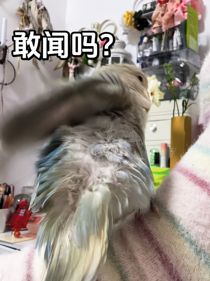 刚洗完澡的小鸡谁敢闻