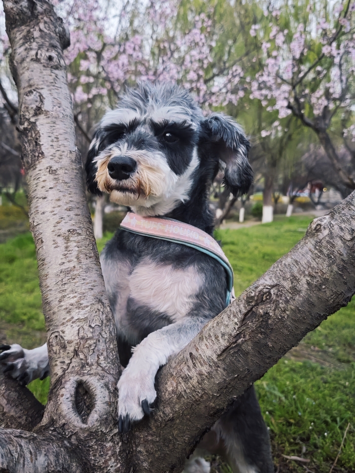 可爱吗可爱吗可爱吗