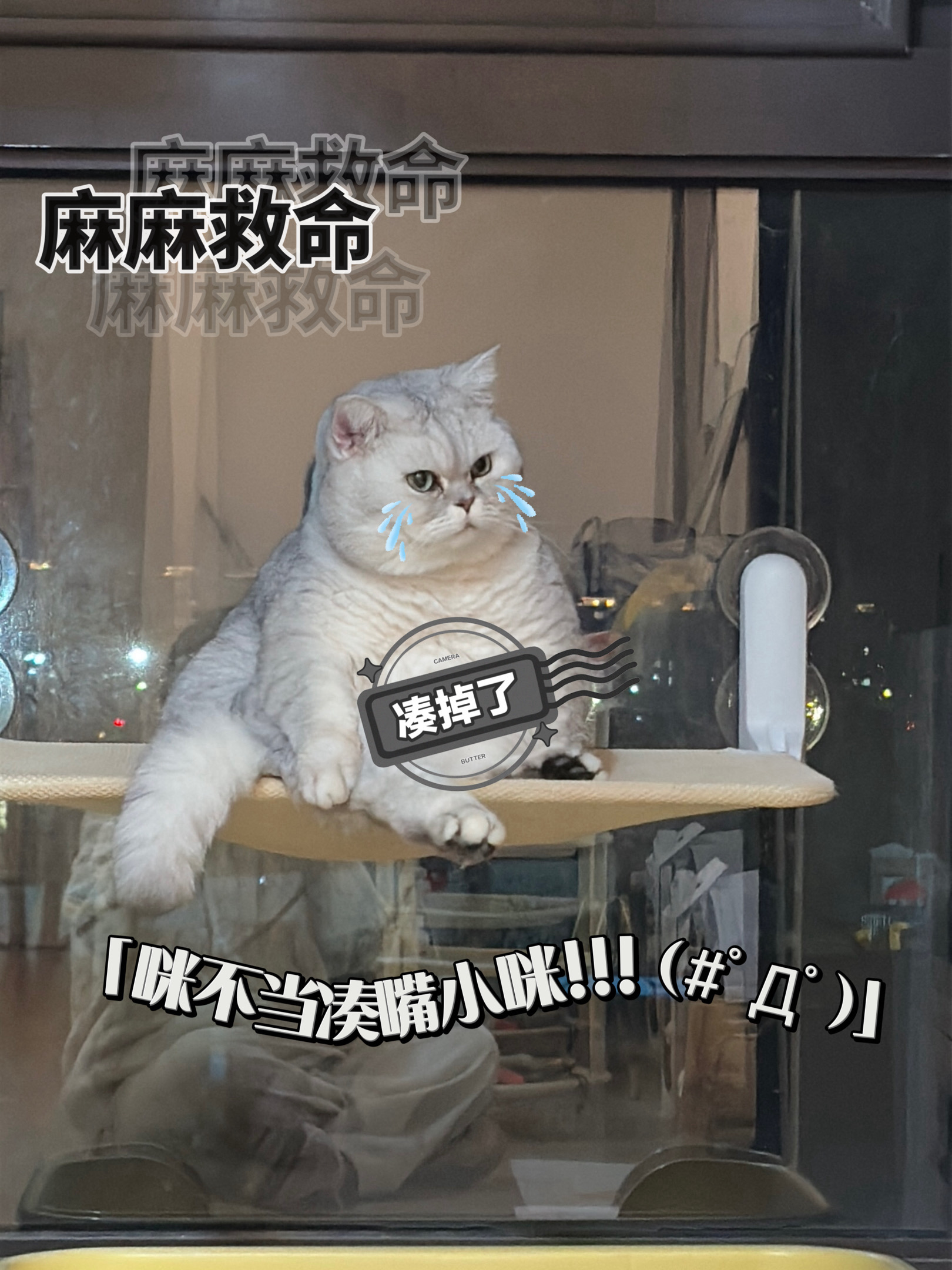 植安缇你真的把小咪养的很好……