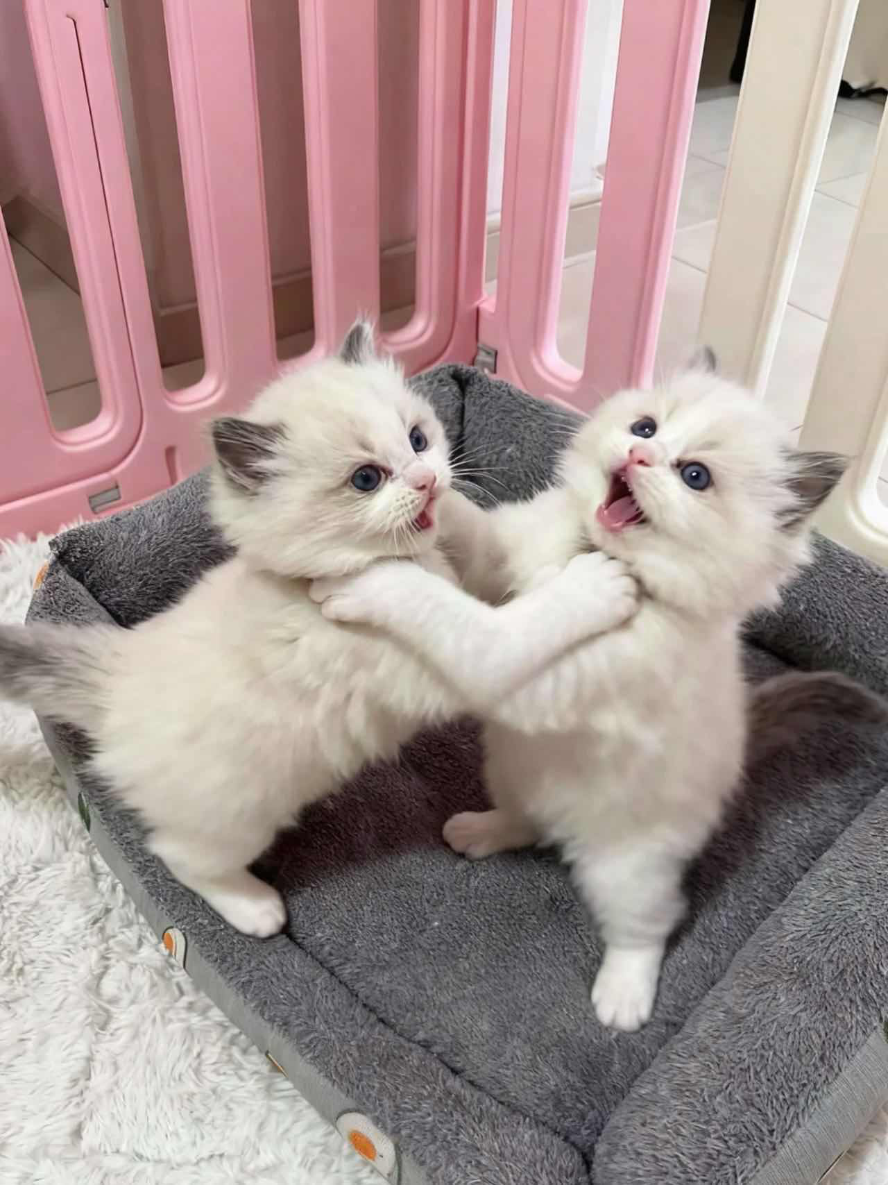 我家猫每天都在窗边当望风仔