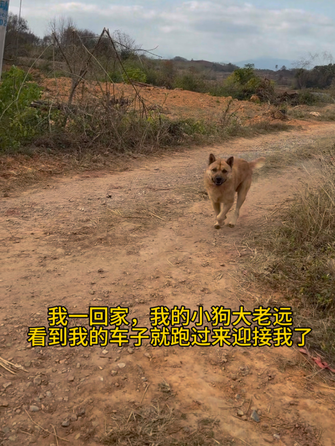 小狗大老远看到我回家就来迎接我了PDD