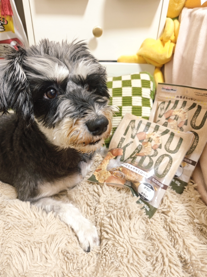 小狗吃零食的眼神都发亮了