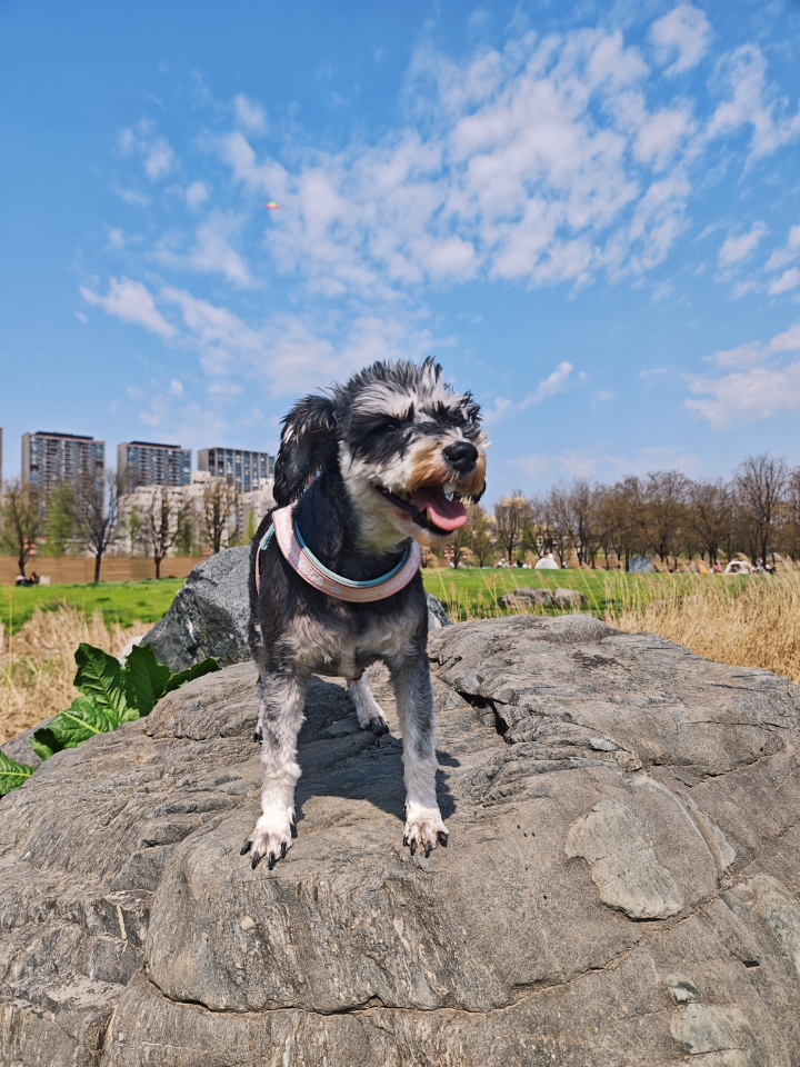 春日好风光🪁风筝飞满天