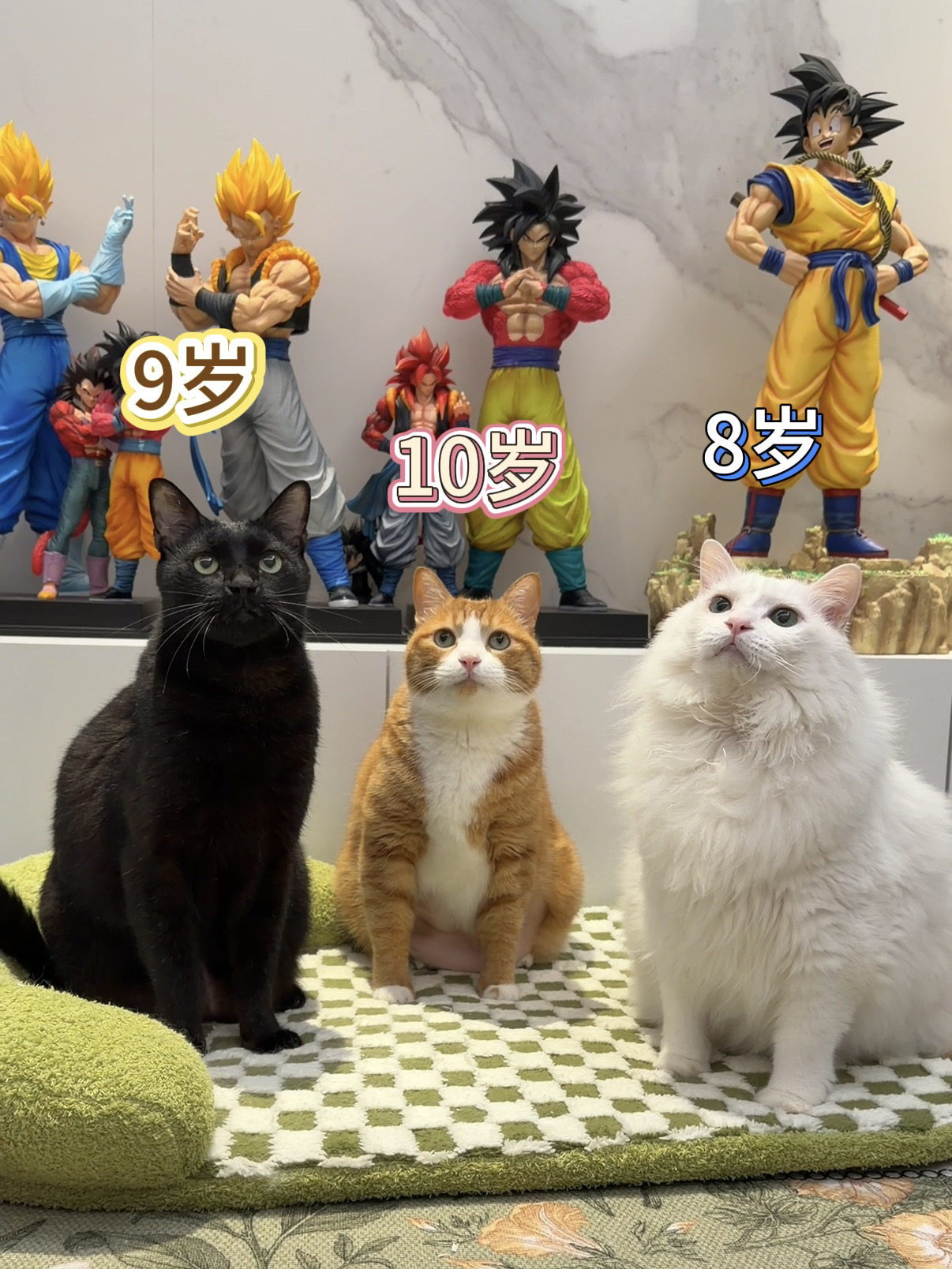 猜猜我家小猫咪几岁啦？