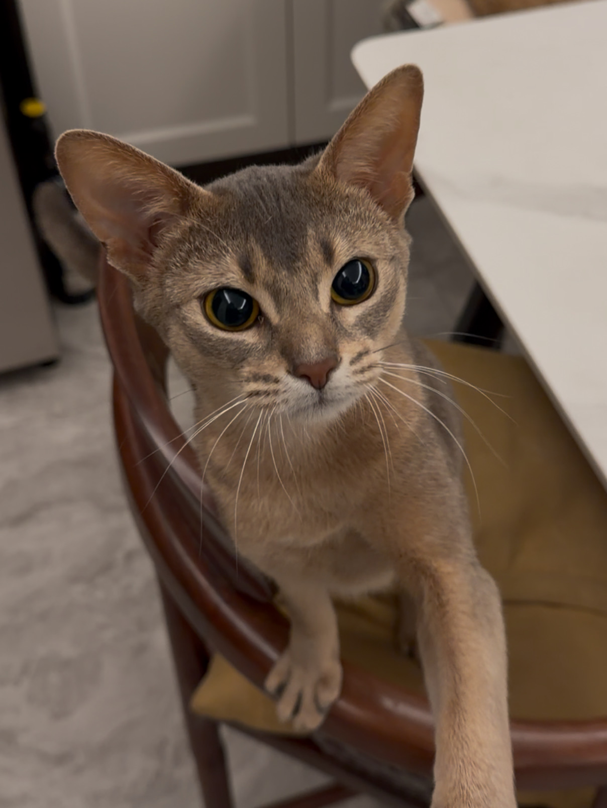 埃及农民交易成功