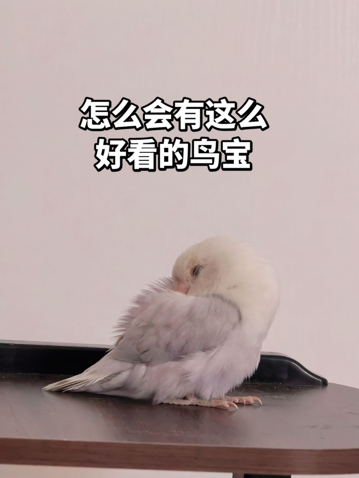 说实话 再也没有别的鸟能入我眼！