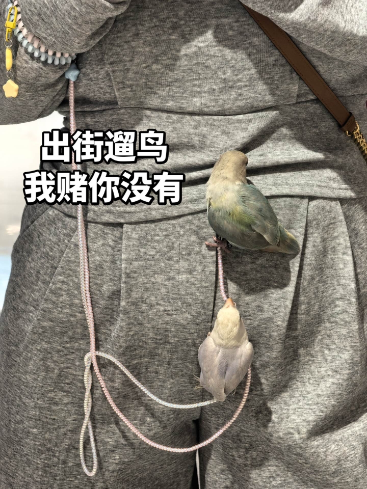 没想到养了2只爱外出的鸟𓅛