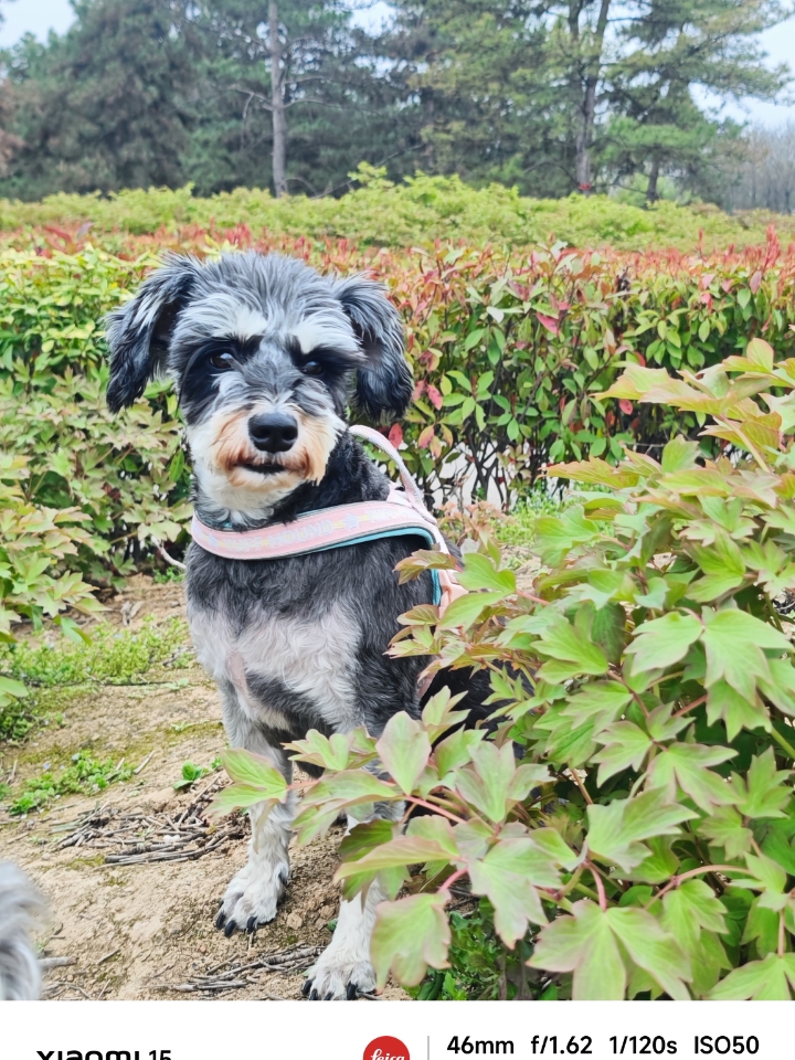 让小狗来大明宫公园研究一下春天的气息❤️