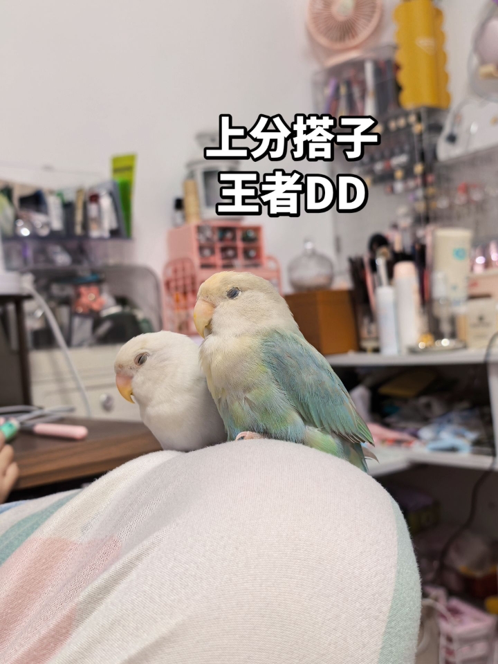 新赛季开始了😎上分搭子来√