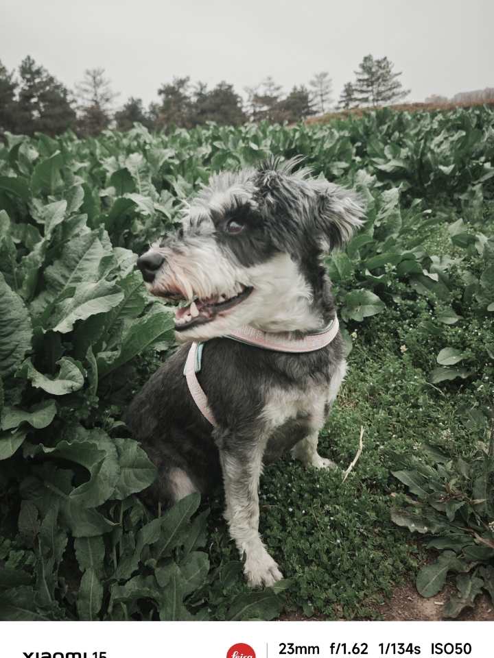 色调挺好看的嘞！小狗开心呀！