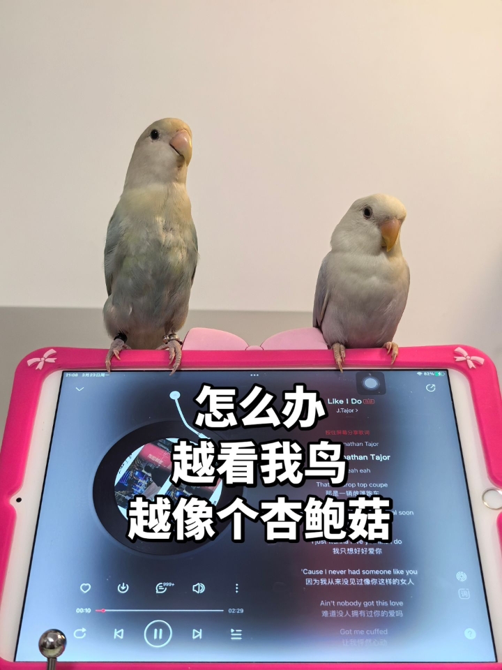 确实是俩闲不住的邪恶杏鲍菇