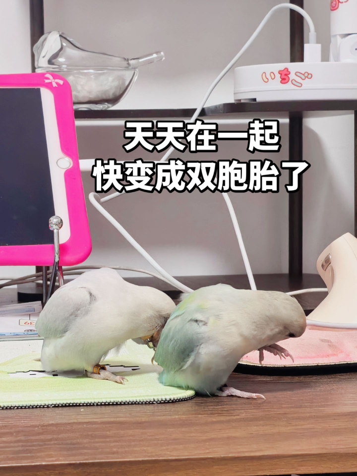 天天都得腻一起 在一起又打架🤣