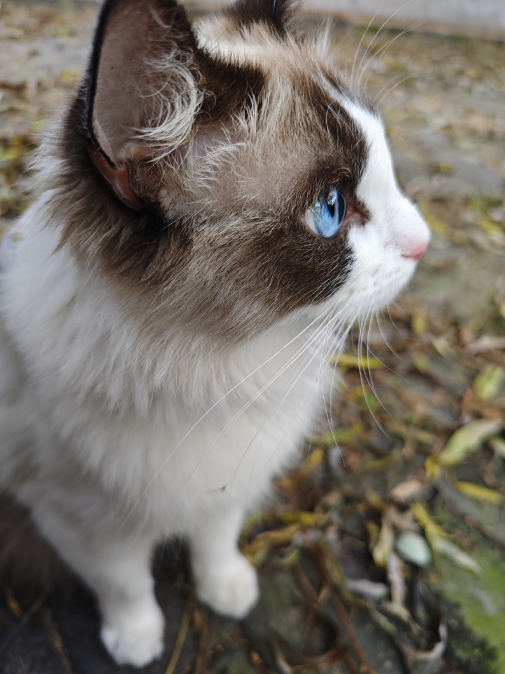 🐱：人，快和我一起出门去寻找春天吧～