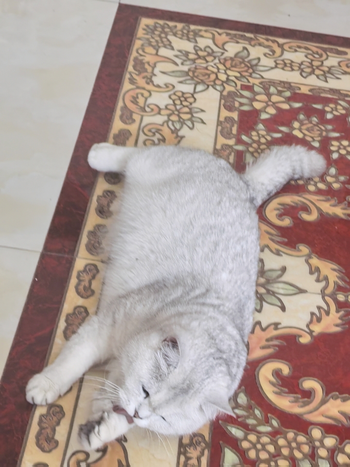 咪的才艺打几分？