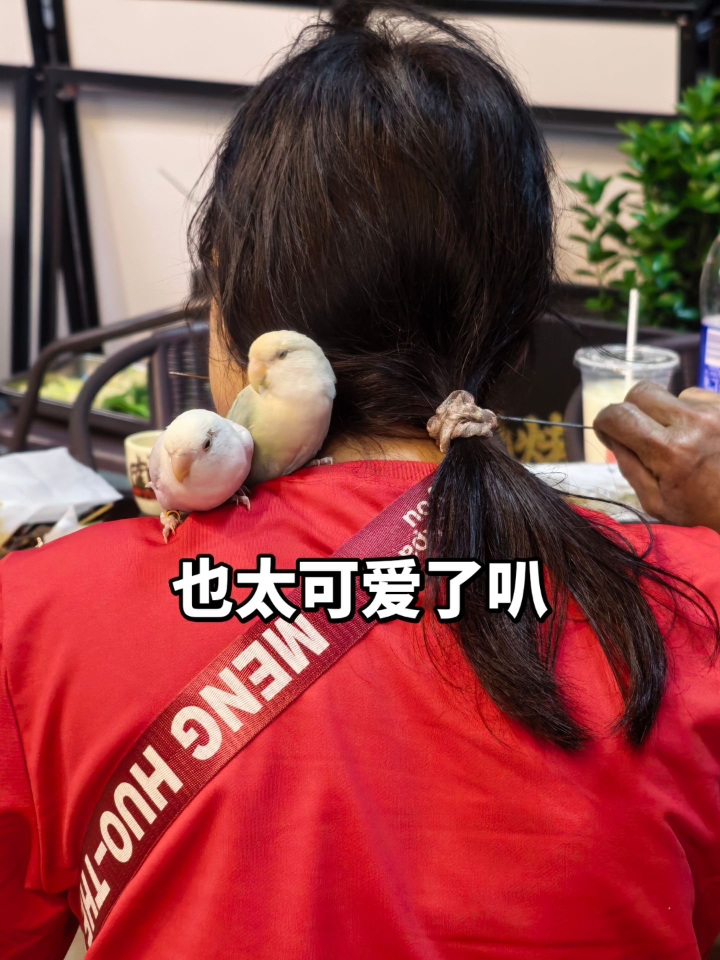 一出门就乖成了灵珠